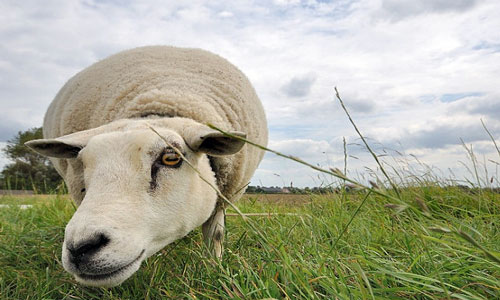К чему снится овца во сне thumbnail