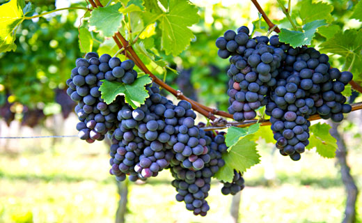 К чему снятся виноградные гроздья thumbnail